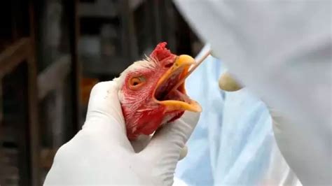 gripe aviária - gripe aviária sintomas